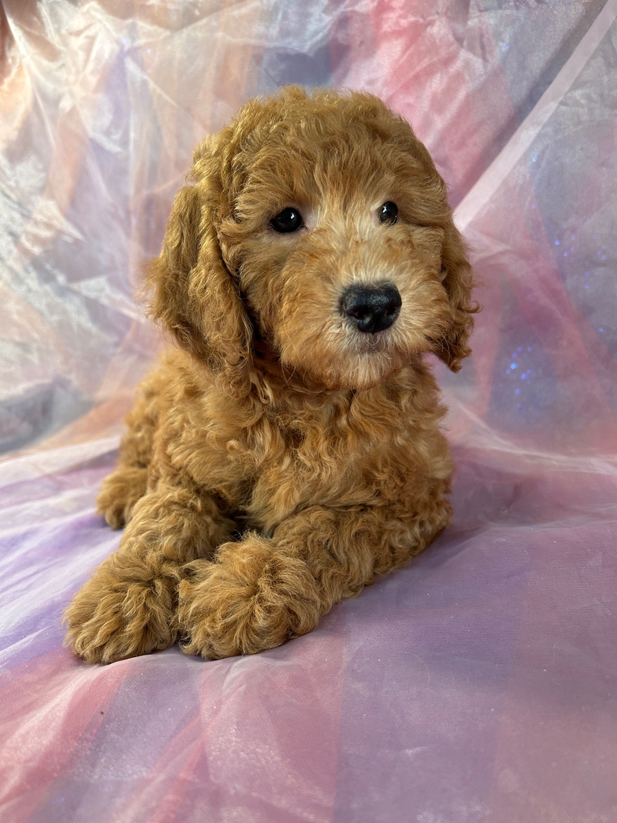 F1b Female Mini Goldendoodle Pup for Sale in Iowa